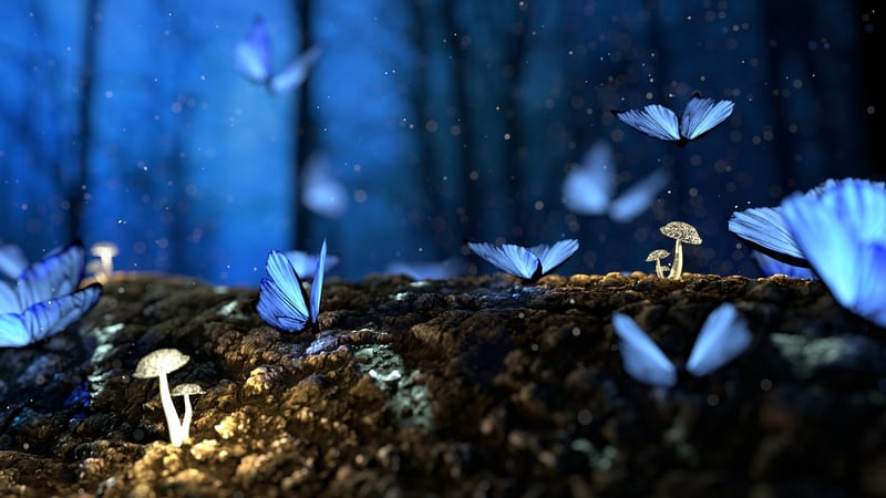 Enchanted Entertainment